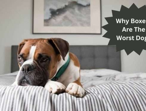 Why Boxers Are The Worst Dogs