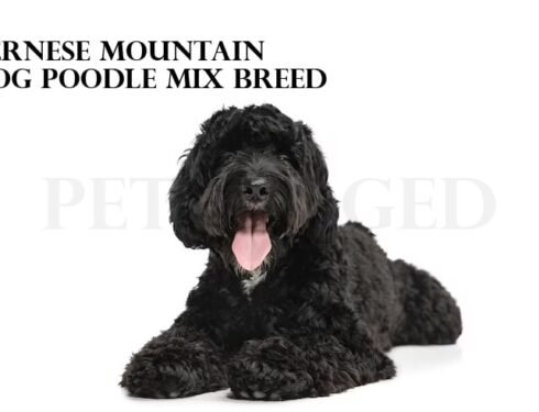 Bernese Mountain Dog and poodle mix