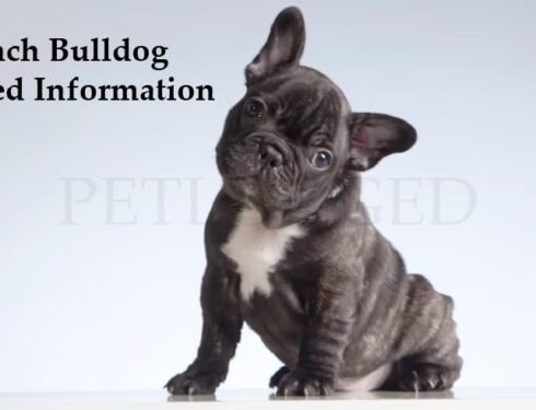 French Bulldog Dog information