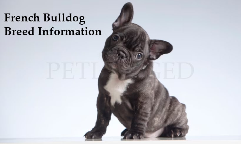 French Bulldog Dog information