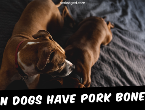 Can Dogs Have Pork Bones