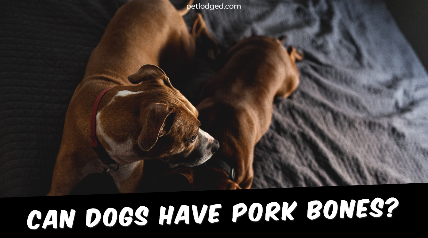 Can Dogs Have Pork Bones
