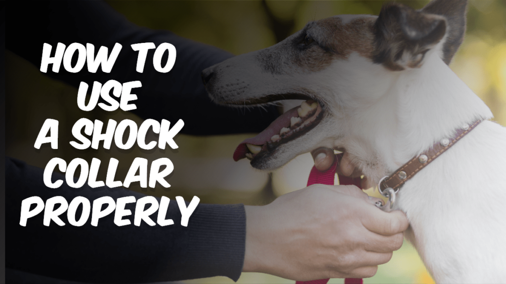 How to use a shock collar properly: A guide to properly train a dog