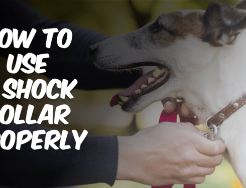 Proper Usage of a Shock Collar: Training Tips and Guidelines. Learn effective methods for safely utilizing a shock collar to train your pet. Emphasizing humane techniques and gradual adjustments for successful results.