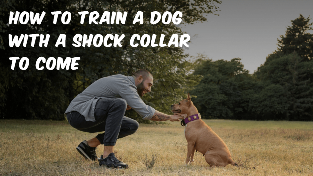 How to Train a Dog with a Shock Collar to Come