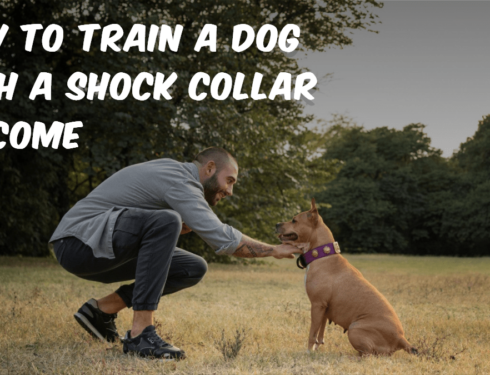 Using a shock collar to train your dog to come: A step-by-step guide on teaching reliable recall using a shock collar. Learn effective techniques for reinforcing the 'come' command while prioritizing your dog's safety and well-being.