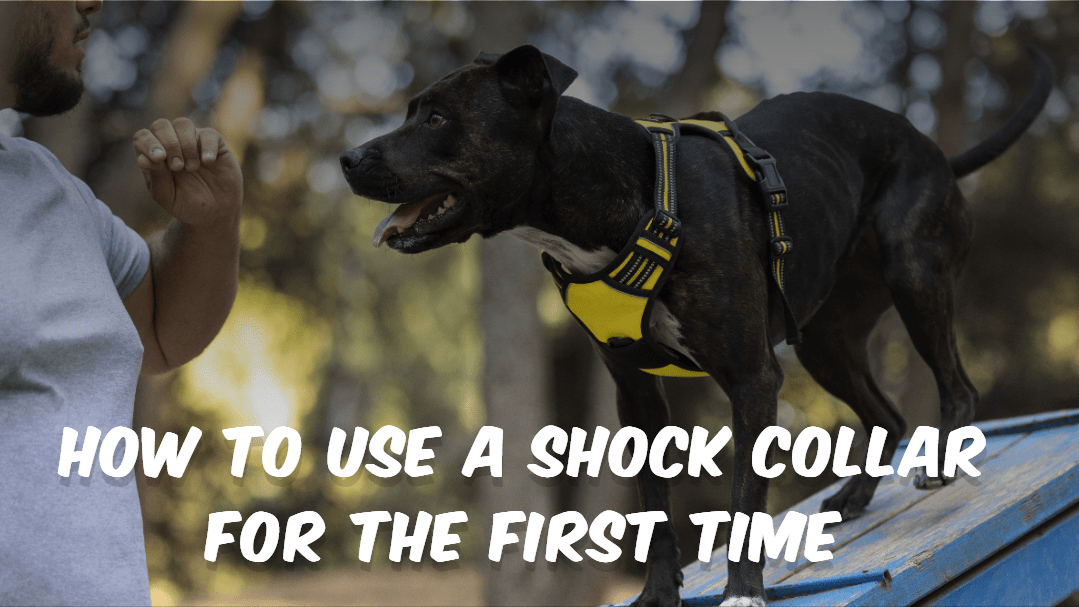 A person holding a shock collar and reading the user manual, preparing to use it on a dog for the first time. The person's expression shows a mixture of curiosity and caution. The dog is nearby, displaying a curious but attentive demeanor.