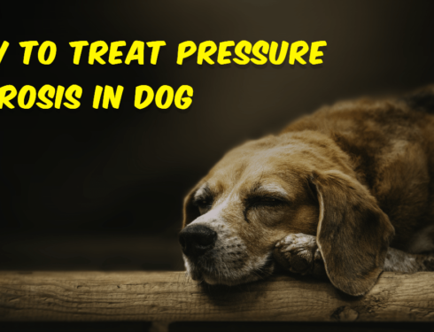 Effective Pressure Necrosis Treatment for Dogs: Learn how to heal your canine companion's pressure sores with proper wound care, hygiene, and medical attention. Find tips for relieving pressure, using protective padding, and promoting healing for a happier and healthier pup