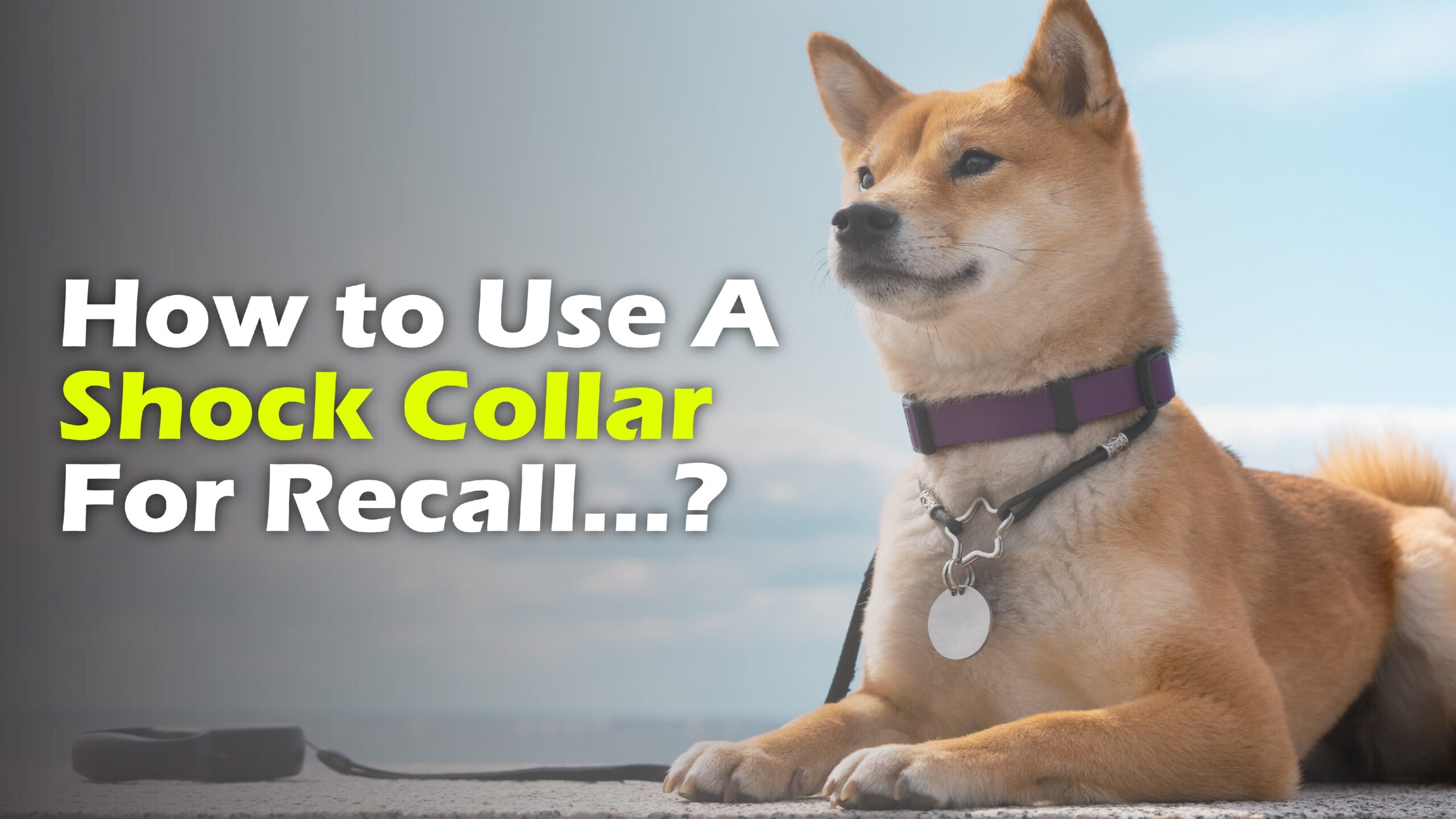 A step-by-step guide on using a shock collar for recall training with a dog.