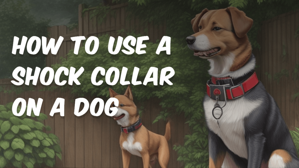 How to Use a Shock Collar on a Dog: Guide to Properly Train A dog