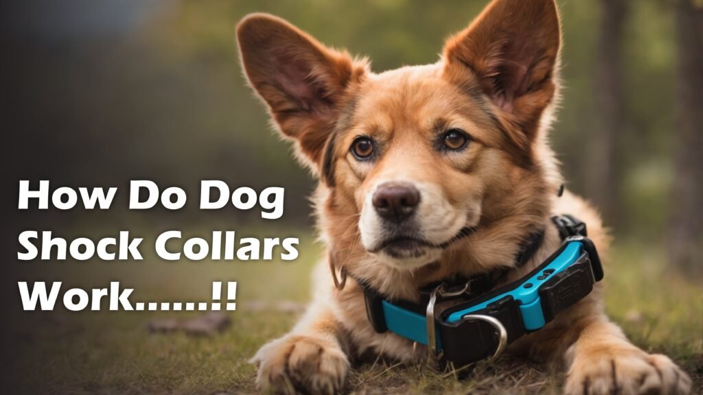 How Do Dog Shock Collars Work A Comprehensive Guide 𝗣𝗘𝗧𝗟𝗢𝗗𝗚𝗘𝗗