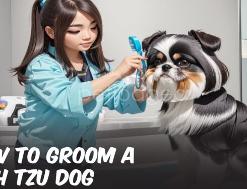 Step-by-step guide to grooming a Shih Tzu dog: brushing, bathing, trimming, and more