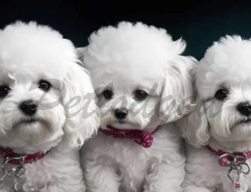 How Long Do Bichons Live