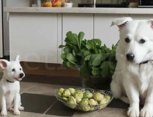 can dogs have brussel sprouts