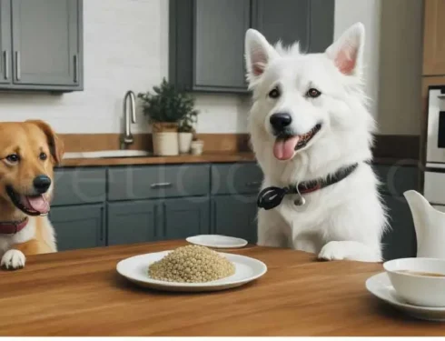 Can Dogs Eat Quinoa